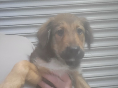 Friendly Bernese Mountain Dogs/Rough Collie x Labrador puppies for sale near charleville