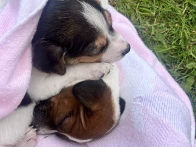 Small Breed Jack Russell puppies in Kerry