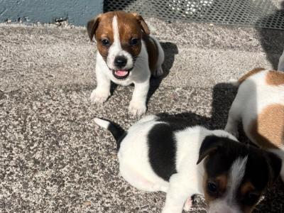 Small Breed Jack Russell puppies in Kerry