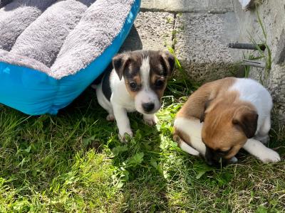 Small Breed Jack Russell puppies in Kerry