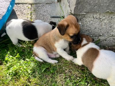 Small Breed Jack Russell puppies in Kerry