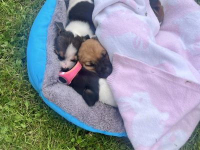 Small Breed Jack Russell puppies in Kerry