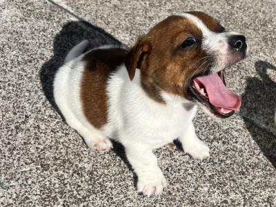 Small Breed Jack Russell puppies in Kerry