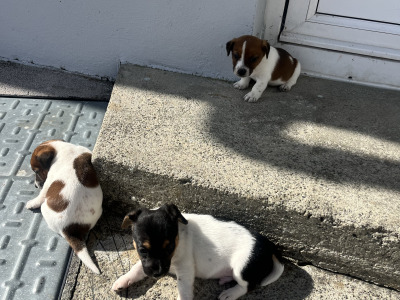 Small Breed Jack Russell puppies in Kerry