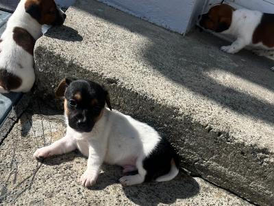 Small Breed Jack Russell puppies in Kerry