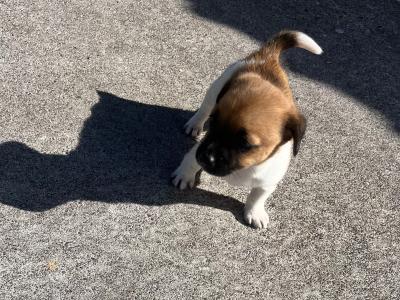 Small Breed Jack Russell puppies in Kerry