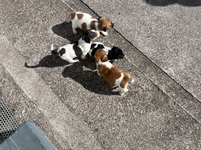 Small Breed Jack Russell puppies in Kerry