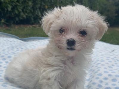 Miniature Maltese puppies in Carlow (Toilet Trained)