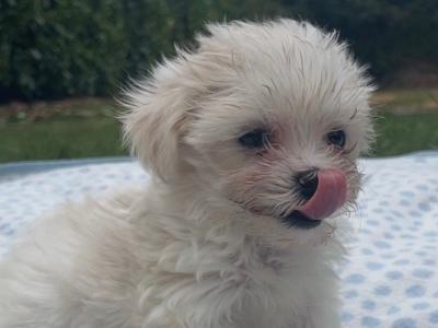 Miniature Maltese puppies in Carlow (Toilet Trained)