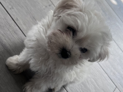 Miniature Maltese puppies in Carlow (Toilet Trained)