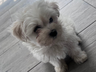Miniature Maltese puppies in Carlow (Toilet Trained)