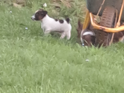 Fabulous Jack Russell puppies in Cork are looking for new homes