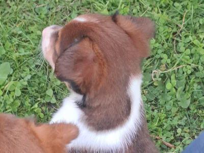 Fabulous Jack Russell puppies in Cork are looking for new homes