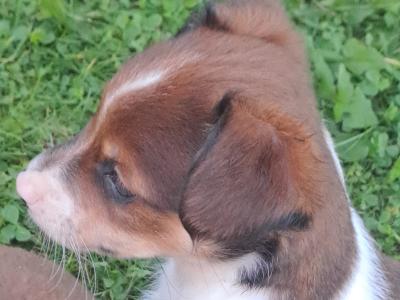 Fabulous Jack Russell puppies in Cork are looking for new homes