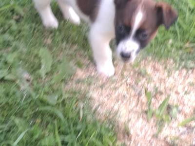 Fabulous Jack Russell puppies in Cork are looking for new homes