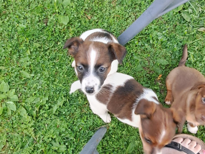 Fabulous Jack Russell puppies in Cork are looking for new homes