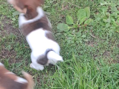 Fabulous Jack Russell puppies in Cork are looking for new homes