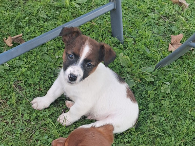 Fabulous Jack Russell puppies in Cork are looking for new homes