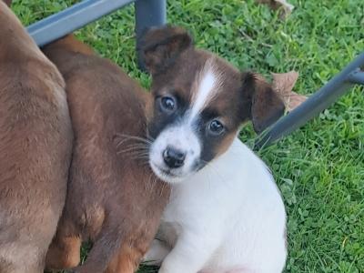 Fabulous Jack Russell puppies in Cork are looking for new homes