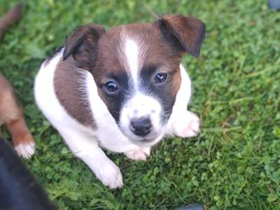 Fabulous Jack Russell puppies in Cork are looking for new homes