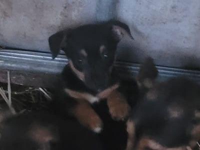 Black & Tan Miniature Jack Russell puppies 6 months old for sale in Tipperary