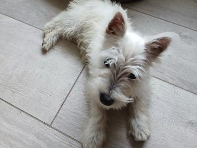 Female West Highland Terrier puppy in Westmeath