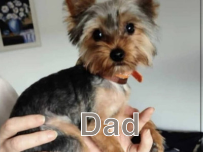 Miniature/teacup female  Yorkshire Terrier puppy 🩷 in Ballincollig, Cork