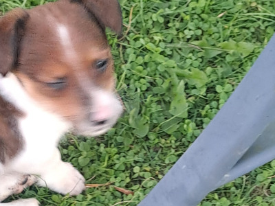 Fabulous Jack Russell puppies in Cork are looking for new homes