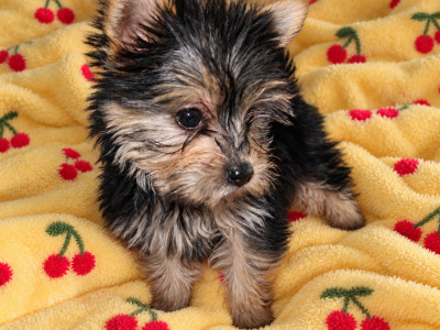 Miniature/teacup female  Yorkshire Terrier puppy 🩷 in Ballincollig, Cork