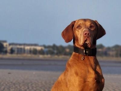 🐾 Hungarian Vizsla Stud – Outstanding Pedigree & Temperament