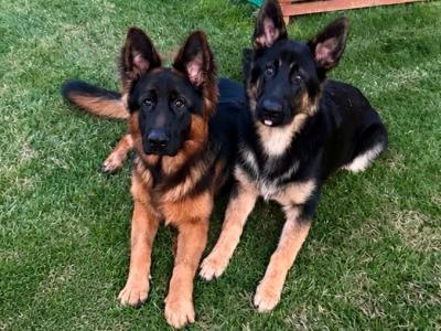 2 IKC Registered male German Shepherd puppies 9 months old in Kildare  - 7 GENERATION