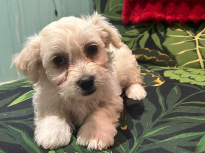 5 Bichon Frise x Dachshund/Chihuahua puppies in Carlow