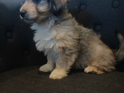 5 Bichon Frise x Dachshund puppies in Carlow