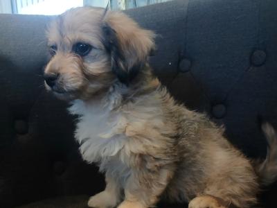 2 Bichon Frise x Dachshund puppies left for sale in Carlow, both are males