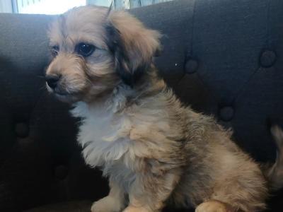 5 Bichon Frise x Dachshund puppies in Carlow