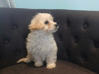 5 Bichon Frise x Dachshund puppies in Carlow