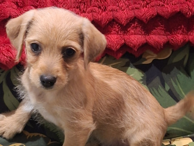 5 Bichon Frise x Dachshund/Chihuahua puppies in Carlow
