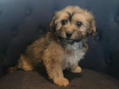5 Bichon Frise x Dachshund puppies in Carlow