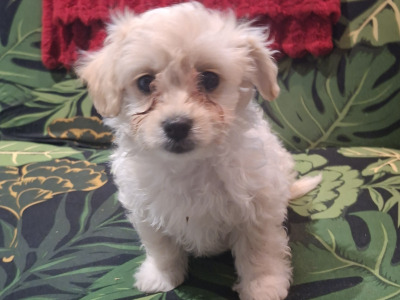 5 Bichon Frise x Dachshund/Chihuahua puppies in Carlow