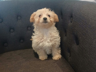 5 Bichon Frise x Dachshund puppies in Carlow