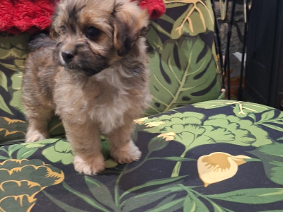 5 Bichon Frise x Dachshund/Chihuahua puppies in Carlow