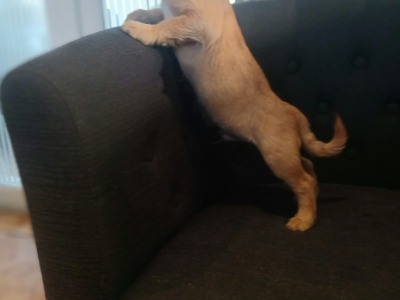5 Bichon Frise x Dachshund puppies in Carlow