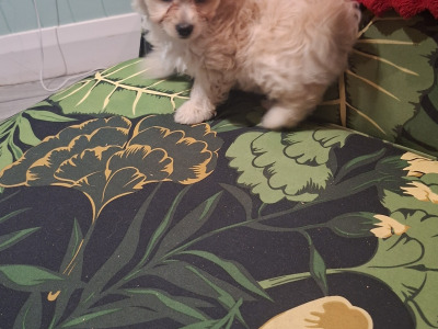 5 Bichon Frise x Dachshund/Chihuahua puppies in Carlow