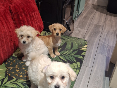5 Bichon Frise x Dachshund/Chihuahua puppies in Carlow