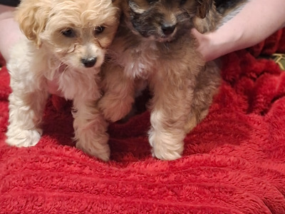 5 Bichon Frise x Dachshund/Chihuahua puppies in Carlow