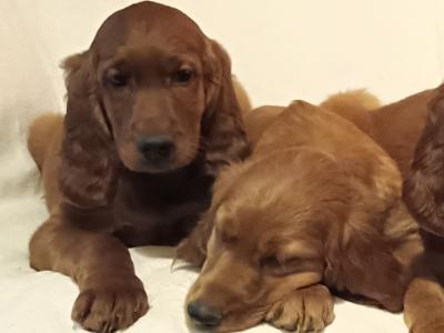 Beautiful litter of Golden Irish Retriever puppies in Wexford