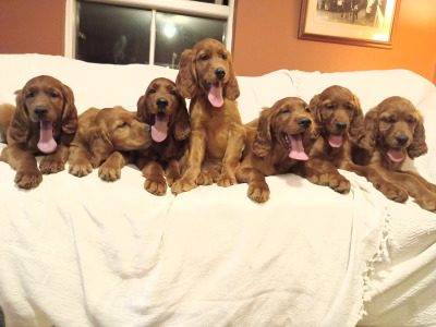 Beautiful litter of Golden Irish Retriever puppies in Wexford