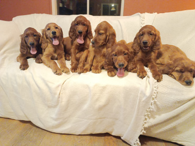 Beautiful litter of Golden Irish Retriever puppies in Wexford