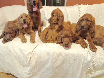 Beautiful litter of Golden Irish Retriever puppies in Wexford