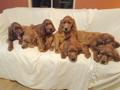 Beautiful litter of Golden Irish Retriever puppies in Wexford